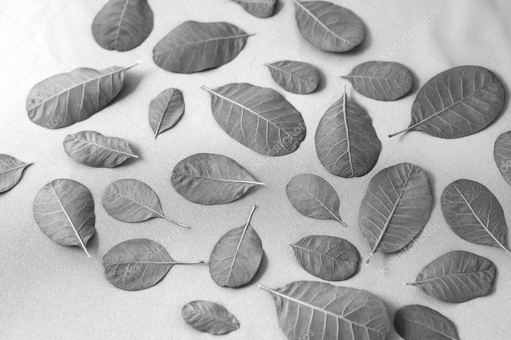 Gray leaves background. Black and white photography