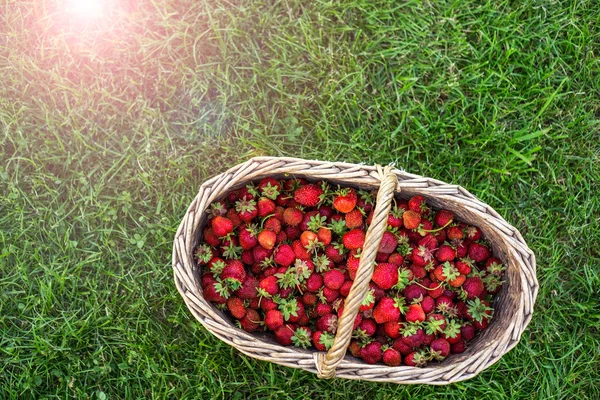 Grande cesta colher um morango em um fundo de gramado verde — Fotografia de Stock