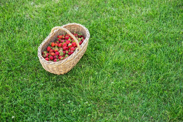 Large Basket Strawberry Green Grass Background Summer Berries Harvest — Stockfoto