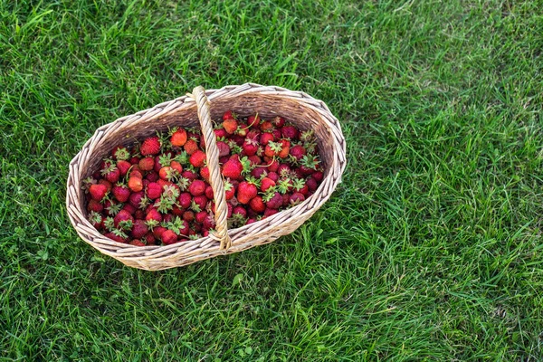 Μεγάλο Καλάθι Φράουλες Ένα Πράσινο Γρασίδι Γκαζόν — Φωτογραφία Αρχείου
