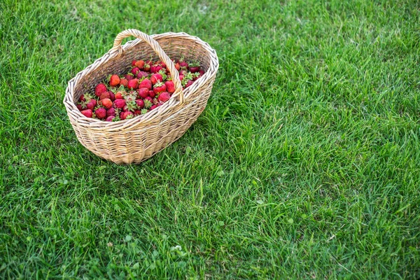 Grande cesta colher um morango em um fundo de gramado verde — Fotografia de Stock