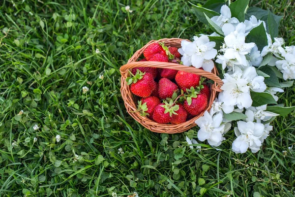 Grande cesta colher um morango em um fundo de gramado verde com algumas flores brancas de jasmim — Fotografia de Stock