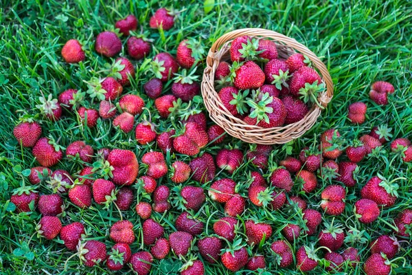 Söta och färgglada jordgubbar med en korg på gräset — Stockfoto