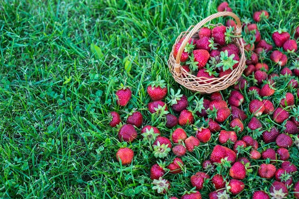 Morangos doces e coloridos com uma cesta na grama — Fotografia de Stock