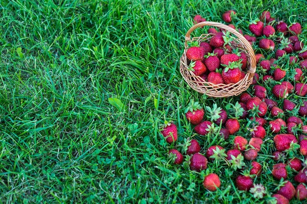 Morangos doces e coloridos com uma cesta na grama — Fotografia de Stock