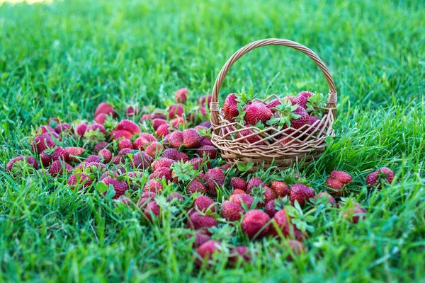 Căpșuni dulci și colorate cu un coș pe iarbă — Fotografie, imagine de stoc
