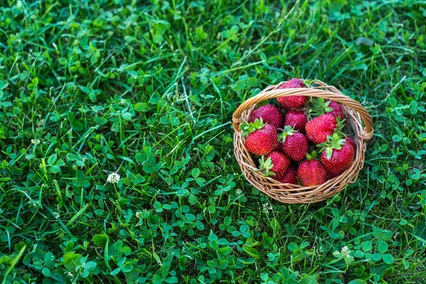 Morangos doces e coloridos com uma cesta na grama — Fotografia de Stock