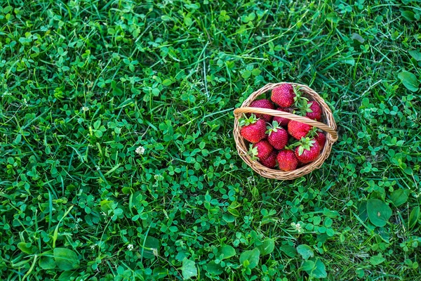 Édes és színes eper egy kosár a fűben — Stock Fotó