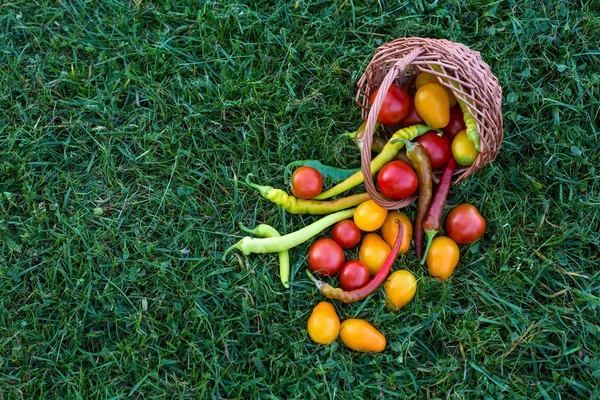 Tomatoes Hot Peppers Red Yellow Colored Green Lawn Sweet Ripe — Stock Photo, Image