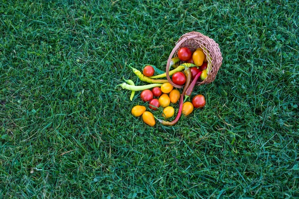 Tomatoes, hot peppers, red and yellow colored on a green lawn — Stock Photo, Image