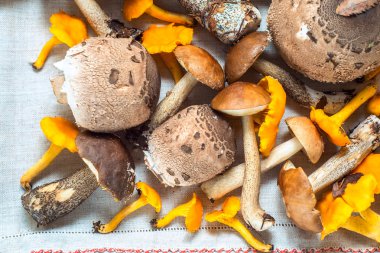 farklı yenilebilir mantar. Orman mantar. chanterelles ve çörek. Kış hazırlıkları. sonbaharda hasat.