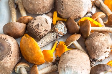 farklı yenilebilir mantar. Orman mantar. chanterelles ve çörek. Kış hazırlıkları. sonbaharda hasat.