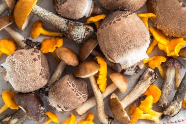 farklı yenilebilir mantar. Orman mantar. chanterelles ve çörek. Kış hazırlıkları. sonbaharda hasat.