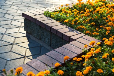 marigolds flowerbed. kentsel Bahçe. dikim Parkı