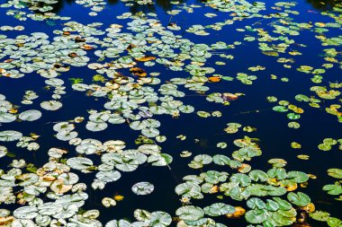 Yaprakları ve çiçekleri nilüferler güzel su arka plan. Beyaz Nilüfer ile şehir Gölü
