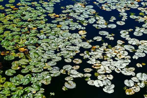 Krásná vodní pozadí s listy a květy leknínů. Město lake s bílými liliemi — Stock fotografie