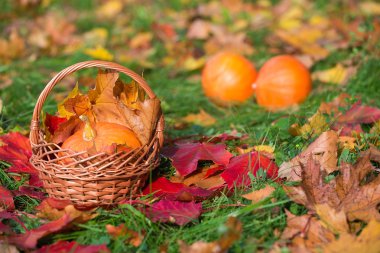 Güzel sonbahar fotoğraf. Kabak sepeti sonbahar arka plan üzerinde çayır ve akçaağaç yaprakları.