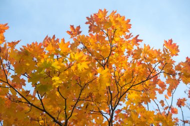 Sarı akçaağaç yaprakları. Güzel sonbahar arka plan