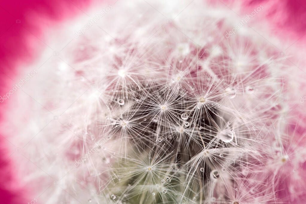 Fluffy dandelion with dew drops on a pink background. Soft and gentle dry flower seeds. Macro image