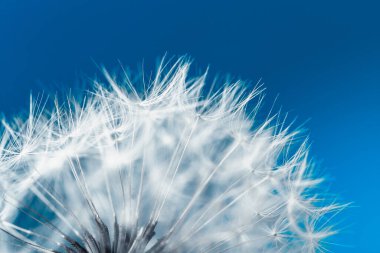 Mavi arka planda beyaz yumuşak karahindiba tohumları makro çekim