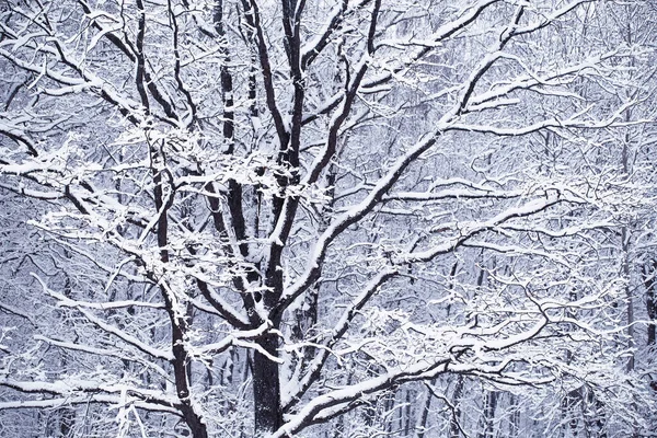 Paisagem Serena Inverno Neve Nas Árvores Tempo Frio Sem Vento — Fotografia de Stock