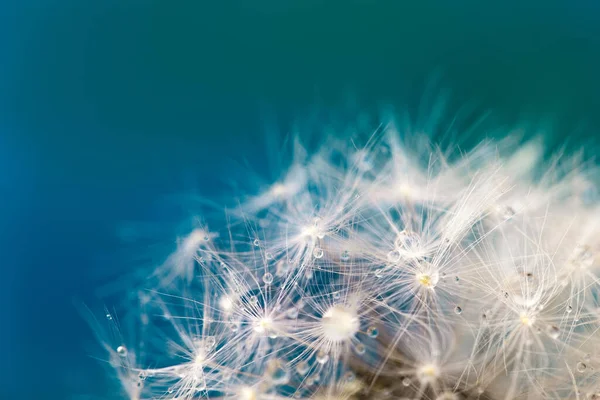 Mooie Pluizige Paardenbloem Bal Met Dauwdruppels Een Wazige Achtergrond Macro — Stockfoto