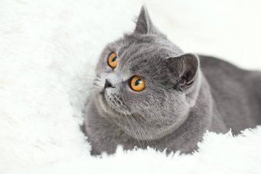 Güzel gri kedi bakıyor, başını yana çeviriyor.