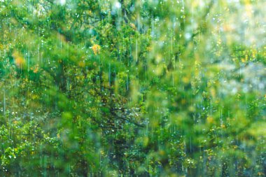 Yağmur damlaları yakın plan. Sonbahar yaprak döken ormanın arka planında yağmur. Bulanık sarı-yeşil arkaplan