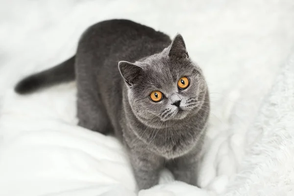 Gray Cat Crushes White Soft Blanket Its Paws Fluffy Charming — Stock Photo, Image