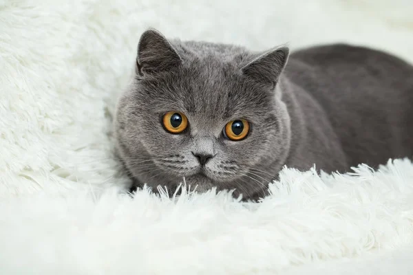 Söt Katt Ansikte Närbild Porträtt Katt Som Bor Hemma Välvårdat — Stockfoto