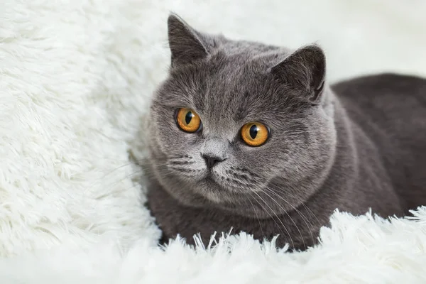 Британская Короткошерстная Кошка Серым Мехом Оранжевыми Глазами Покоится Мягком Белом — стоковое фото