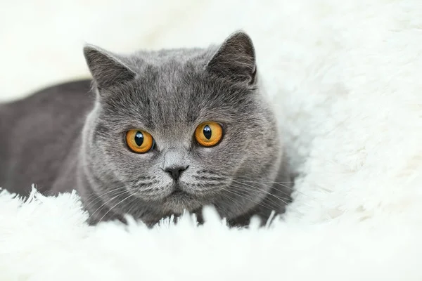 可爱的灰猫坐在白色蓬松的毛毯里 漂亮的猫脸靠得很近 — 图库照片