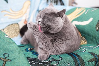 Kedi diliyle kürkünü yalıyor. Şirin safkan kedi kürküne iyi bakıyor. Hayvanların alışkanlıkları ve davranışları