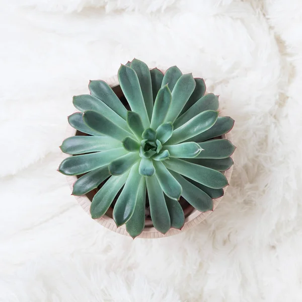 Houseplant Pot Top View Succulent Light Fluffy Background — Stock Photo, Image