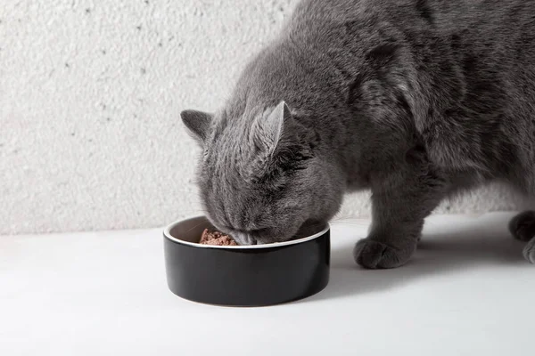 Μια Χνουδωτή Γάτα Τρώει Φαγητό Από Ένα Μπολ Γκρι Φόντο Εικόνα Αρχείου