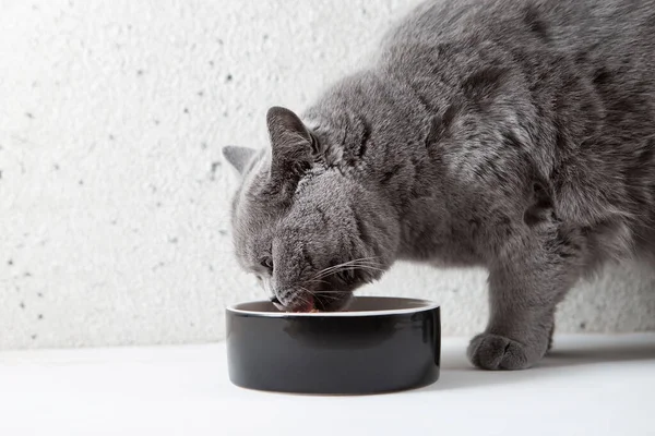 Μια Γκρι Χνουδωτή Γάτα Τρώει Φαγητό Από Ένα Μπολ Πλευρική Εικόνα Αρχείου