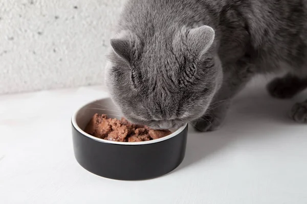 Gato Gris Esponjoso Come Comida Tazón Nutrición Dietética Gatos Cuidado Fotos de stock