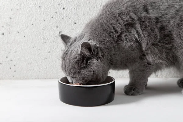 Lindo Gato Británico Come Comida Tazón Cerámica Comida Para Mascotas Imágenes de stock libres de derechos