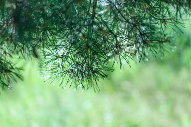 Yeşil kozalaklı dallar ve yağmur damlaları. Bulanık yatay arkaplanın üzerine bir çam dalı yerleştirilir.