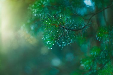 Yeşil kozalaklı dallar ve yağmur damlaları. Bulanık bir yatay arkaplanın tepesine güneş ışığıyla aydınlatılmış bir çam dalı konur.