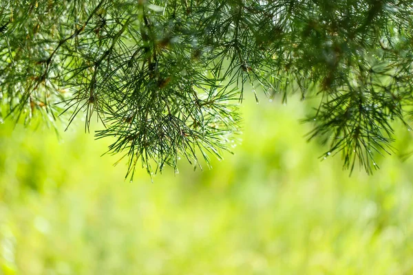 有针叶树和雨滴的绿色横幅 松枝放置在浅绿色水平背景的顶部 — 图库照片