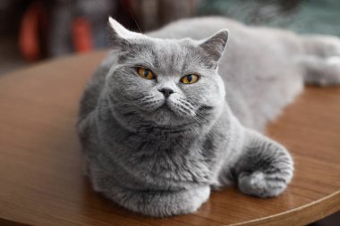 İstekli, kendinden emin bir İngiliz kedisi. Dinlenen bir kedinin portresi. Bize güvenle bakıyor.