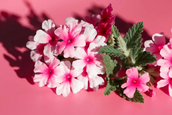 Flores Rosas Exóticas Sobre Fondo Sólido Cerca Suave Floración Primavera —  Fotos de Stock