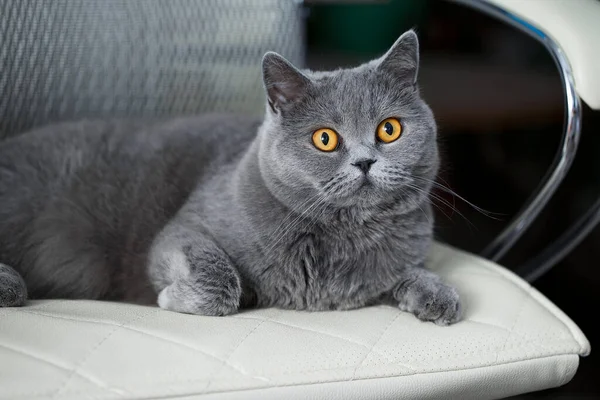 Okouzlující Britská Krátkosrstá Kočka Leží Kancelářské Židli Odpočívá Dobře Upravené — Stock fotografie