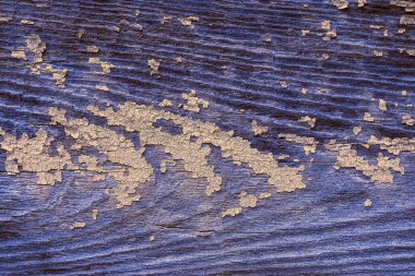 Sürtünme ve kapsama ile ahşap kontrastlı mavimsi doku. Doğal mavi yaşlandırılmış ahşap kaplama.