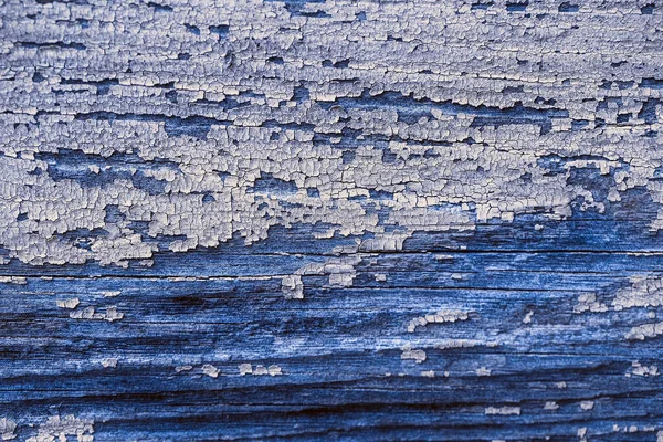 Contrasting bluish texture of wood with scuffs and inclusions. Natural aged textured wood close-up