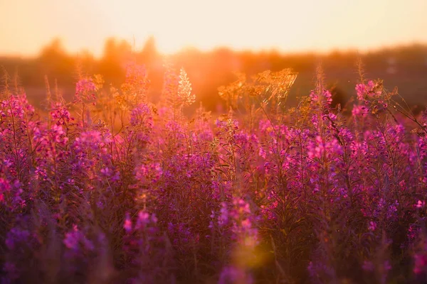 Beautiful sunset. An image of a sunset field with pink flowers and a blurred horizon. Pink Blossom banner