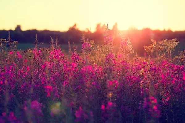 Beautiful rural sunrise and sunshine. An image of a glade with flowers and a blurred horizon in the distance. Pink Blossom banner