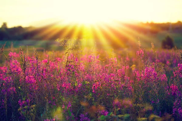 Hermoso Atardecer Imagen Campo Atardecer Con Flores Rosadas Rayos Sol Fotos de stock