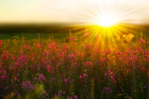 Прекрасный Закат Изображение Поля Заката Розовыми Цветами Теплыми Лучами Солнца Лицензионные Стоковые Фото